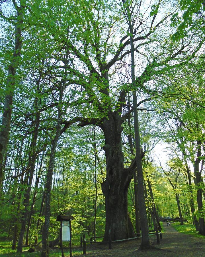 Rezydencja Smolarnia Siedlisko (Greater Poland) Exterior foto